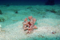 Nudibranch off the island of Malapasua in the philippines