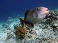 Trigger fish defending its nesting area, Sipadan. I still have the teeth marks in my fins from this guy...!
Fuji e900 in Ikelite housing with INON UFL-165AD Fisheye lens and Ikelite DS51 substrobe.
