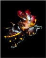 Flamboyant Cuttlefish caught at a rare moment in mid water