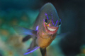 always dive with a smile