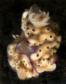 two mating nudis