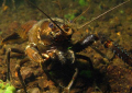 Koura, freshwater cray. Agro bugger attacked me.