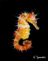Sea horse.