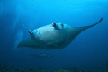 MANTA POINT - MALE ATOL - MALDIVES
