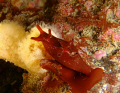 Sea hare Aplysia punctata. Photo taken at 25m on the Manacles off Cornwall's Lizard Coast, England, May 2009. With a sony T100 and Sea and Sea YS-27DX Strobe.