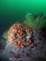 This photo shows that although British vis isn't always great, the underwater scenery can be!! The bryozoan Pentapora foliacea surrounded by Jewel anemones and sea beard. Fuji e900 with INON UFL-165AD fisheye lens, Ikelite housing & DS51 substrobe.