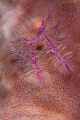 Hairy squat lobster on a barrel sponge.