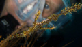 ornate ghost pipefish with diver in background