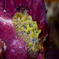 60mm Lens, Richelieu Rk, Thailand