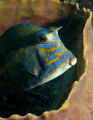 This Scrawled Cowfish was shot off of Jupiter Florida with an Olympus E-300 and Inon Z240 strobe.