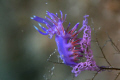 Nudi and eggs. This photo was taken on a shipwreck at 34mts
Cirkewwa Malta