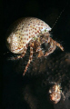 Met these guys on a night dive from shore.