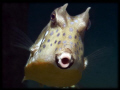 MOO - Cow Fish - You looking at me????
House reef at Gapang Beach, Pulau Weh, Aceh, Indo.
G9, Ikelite Housing & Inon Z240 Strobe.
Moo Moo Moo