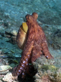 This octopus posed for several shots at Blue Heron Bridge in Riviera Beach, Florida.  The photo was taken with an Olympus Evolt E-300 and Inon Z240 strobe.