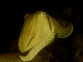 sepia 
Olympus E410 camera
12-42 mm lens 
no cropping