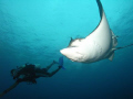 Spotted Eagle Ray at Hol Chan Marine Park