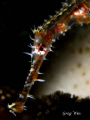 Juvenile Ornate Ghost Pipefish taken with Canon G9 in Ikelite Housing, Double Inon Macro Lens and Single Inon Z240 strobe.