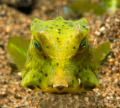 juvenile boxfish taken on a nice muck dive in Dauin.