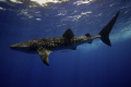 Whale Shark at the surface, Gladden Spit, Belize, May 2009. Taken with Canon EOS 5D Mark II with Canon EF17-40mm f/4L lens, Ikelite housing, no strobe, f8, 1/125, at 17mm
