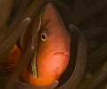 tomato anemone close up... Nikon D70, 105 lens