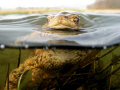 Curious frog