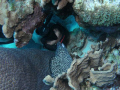Who's looking at you baby!! Taken at Watamula in Curacao.