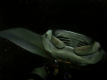 Night Manta Dive-Kona