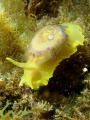 I came across this nudi when I was snorkelling at Kabatepe, Gallipoli peninsula... It was quite tough taking the photo, for it was full of anemones at 40 cm dept water and I had only my shorts on =)