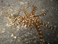 Wonderpus taken in Lembeh. Site name: Jahir 2. Great find on my very last dive for the trip.