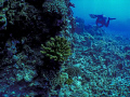 Big Island, HI.  Olympus SP 350 and Inon UFL-165AD wide angle lens.