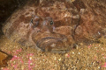 Topknot hiding under rocks