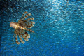 lionfish hunting silversides from below