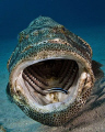 Estuarine Cod and Cleaner Wrasse. Ningaloo Reef, Western Australia. Canon 50D & Tokina 10-17