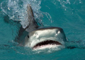 Tiger shark behind the boat.