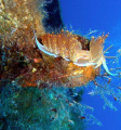 TAKEN ON THE WREAK OF THE COMINOLAND OFF GOZO