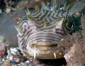 This stripped burrfish posed for his portrait at Blue Heron Bridge, Riviera Beach Florida.  Photo was taken with 50 mm macro with 1.4 extender and Inon Strobe.
