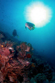 Bat fish - diver..in the morning