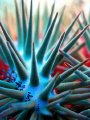Crown of thorn starfish / Canon G9 with Ikelite housing