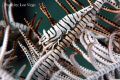 Zebra Shrimp on a Feather Star Fish
