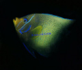 ANGEL FISH,VIETNAM BY ANDRE SALVATGE