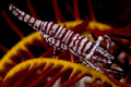 Shrimp on feather star - 105 + inon 165 closeup lens.