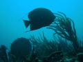 reef off of boca raton, fl