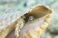 Juvenile Queen Conch checking out her surroundings.  June 19, 2009.  Shot with Canon 5D Mark II with EF 17-40 F/4L in an Ikelite housing with dual DS-125 eTTL strobes.  1/80 @ f/6.3 ISO 400