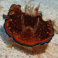Red Sea Chromodoris. Canon G9 with Ikelite strobe