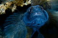 Black goby male trying to look as big and bad as possible while he is protecting his eggs (look carefully below/behing and you'll see them).