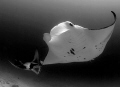 Manta Rays