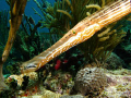 First time shooting underwater.I have a G-9, Ikelite housing, 2 strobe. I have been diving for about 3 years.This is trumpet fish.