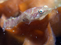 Portrait of a Connemara clingfish (Lepadogaster candollei) perched on Pentapora foliacea. Taken with a Fuji e900 compact camera in Ikelite housing and DS51 strobe using 2 stacked INON UCL-165AD Close-up lenses.
