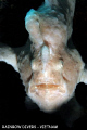 Frogfish on Moray beach, Nha Trang, Vietnam.