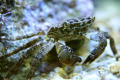 Common crab